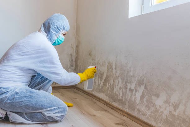 Licensed Mold Removal service in Dolphin, VA - WQB Mold Removal