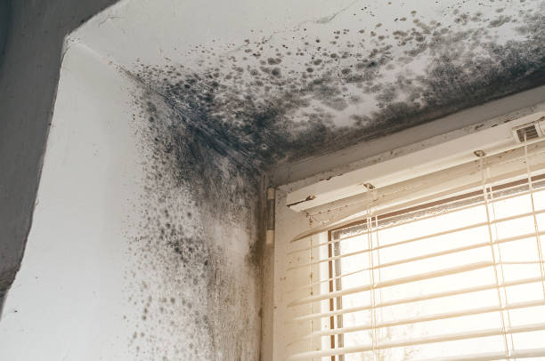 Affordable Mold Removal solutions in Dolphin, VA