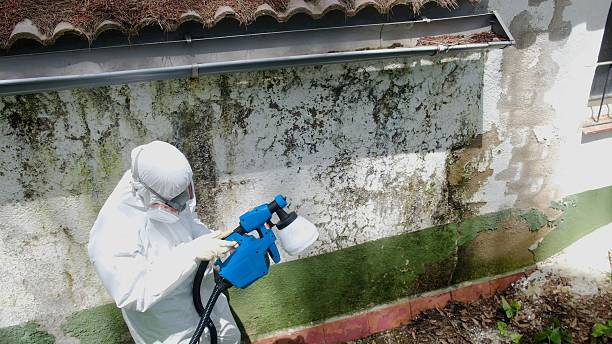 Top rated local Mold Removal specialists in Dolphin, VA